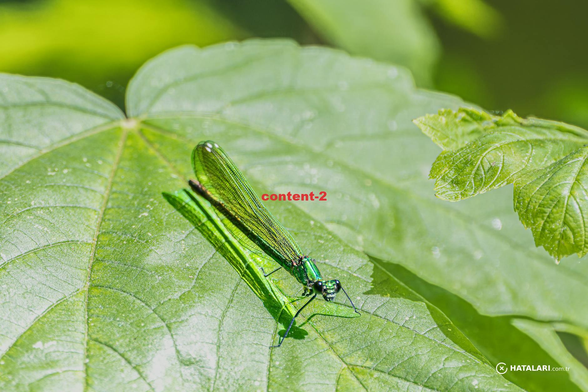 Macro shot of a vibrant green dragonfly resting on a leaf, captured in natural outdoor lighting.