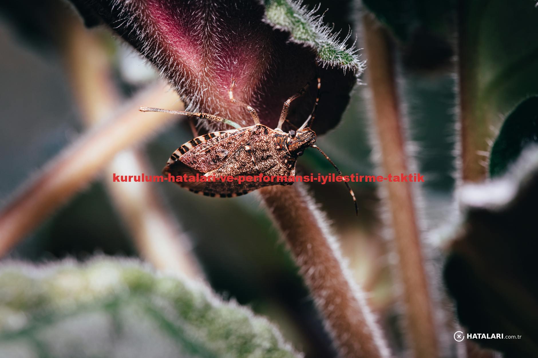 Macro shot of a brown marmorated stink bug on a plant leaf, highlighting its detailed texture.