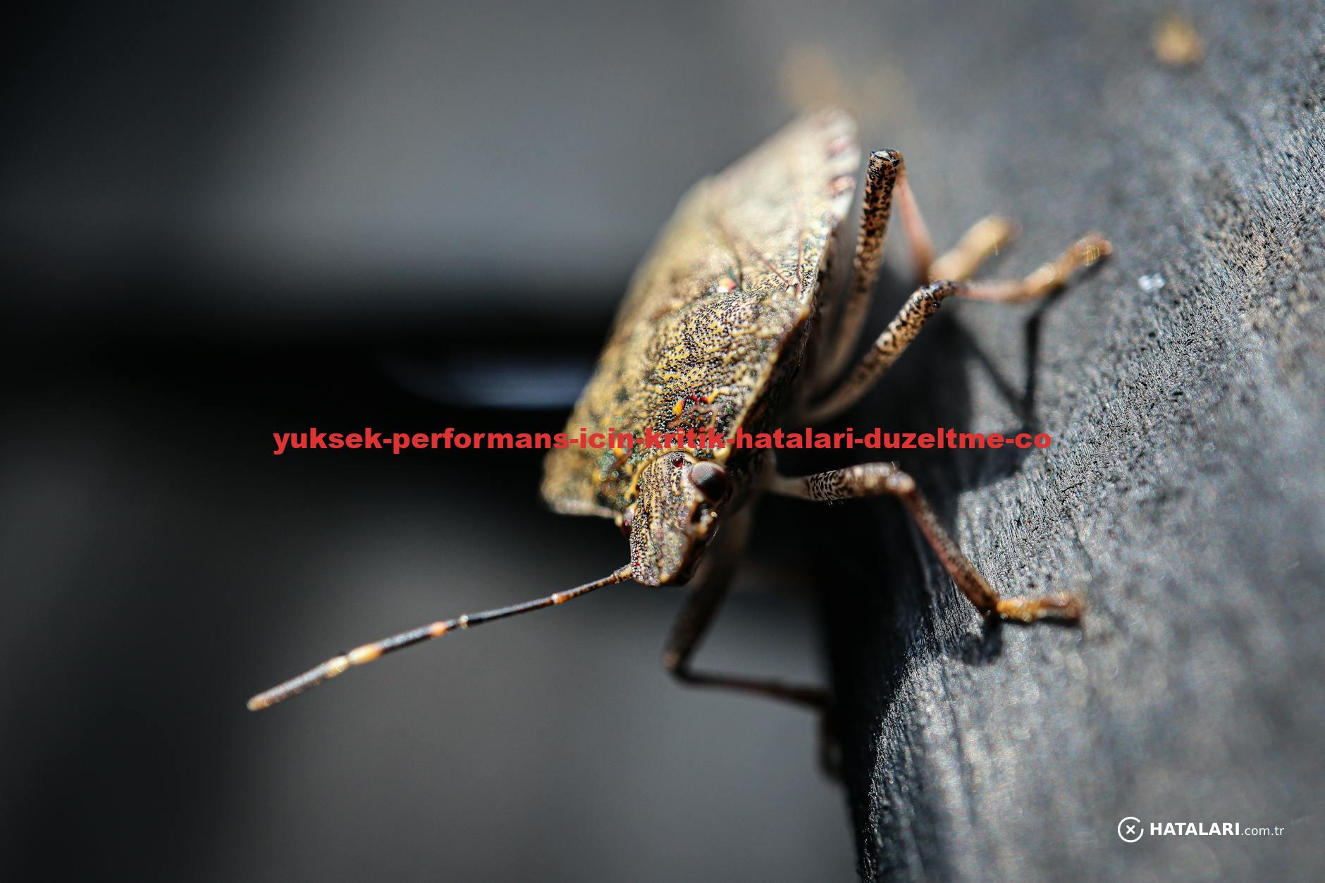 Detailed macro shot of a brown marmorated stink bug on a wooden surface.